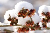 Hamamelis flowering in the January snow.