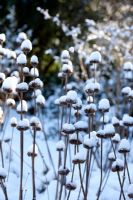 Phlomis seed heads in snow