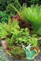Fern collection growing in terracotta pots on a shady circular patio - Matteuccia struthiopteris, Blechnum penna-marina, Onoclea sensibilis and Polystichum setiferum