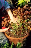 Cutting back the old scorched leaves from Epimedium to allow the new leaves to emerge and to make the flowers more conspicuous in a few weeks time