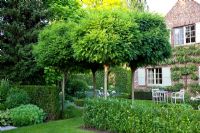 Country garden with standard Robinia pseudoacacia 'Umbraculifera' trees and a trained pear tree on house wall 
