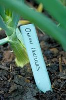Onion 'Hercules' with wooden hand written label