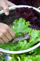 Clare Matthews drops picked leaves of Lettuce 'Sentry' and Lettuce 'Lollo Rosso' into metal colander. Vegetable garden project, Devon