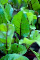 Green leaves of Beetroot 'Bolthardy'. Clare Matthews Vegetable garden project, Devon
 