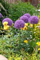 Allium 'Globemaster' and yellow Roses in Summer border