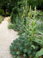 Gravel path with Verbascum olympicum, Digitalis ferruginea, Eremerus and Allium Spaerocephalom
