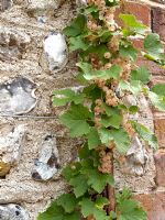 Ribes 'White Grape' - White Currants trained against garden wall