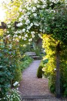 Wooden arch with Rosa 'Goldfinch'