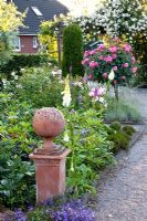 Front garden with Digitalis, Rosa 'Lykkefund' and Rosa 'Leonardo da Vinci' 