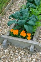 Cabbage 'Kilaxy F1' underplanted with Beetroot 'Boltardy' and Calendula - Marigolds in raised bed