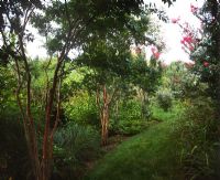 Shade border with ornamental grasses and trees leading to the orchard - Rifkind Garden, Long Island, NY, USA 