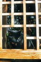 Pet cat looking through trellis, belonging to garden owner Jacob Marley - Channel 4 Garden Doctors 