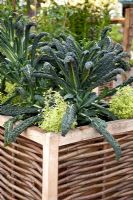 Kale in wicker and wooden container