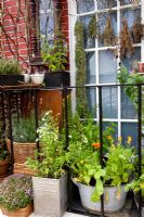 Balcony garden with herbs and Calendula in containers 