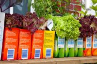 Balcony garden with lettuces and herbs growing in reused juice cartons