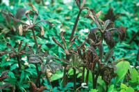 Rodgersia elfenbeinturm with frost damage
