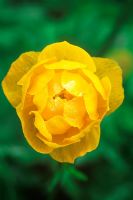 Trollius x cultorum 'Orange Princess' - Globeflower