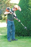 Man using long handled petrol driven hedge cutter with long blade to trim a Taxus baccata cone back into shape in September