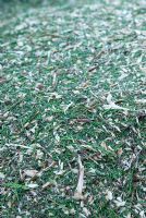 Bark chippings after shredding a Cupressocyparis 'Leylandii' hedge