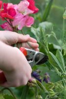 Child picking sweet peas with a pair of secatuers at Gowan Cottage, July