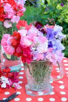 Lathyrus odorata - Sweet Peas arranged in glass containers  