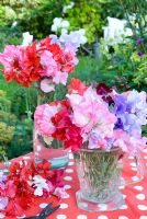 Lathyrus odorata - Sweet Peas arranged in glass containers on red 