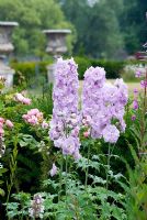 Delphiniums in herbaceous border