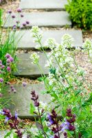 Centranthus ruber 'Albus' - White valerian by paving stones