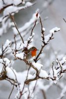 Erithacus rubecula - Robin perching on snow covered tree
