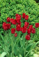 Tulipa praestans 'Fusilier' in April