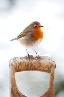 Robin perched on a garden fork handle with snow