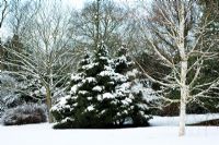 Snow covered trees at RHS Wisley