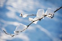 Snow laden Stewartia pseudocamellia branch - RHS Wisley