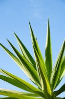Yucca with blue sky background in Madeira