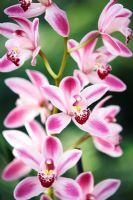Cymbidium Gleneagles 'Cooksbridge Delight' - Orchid