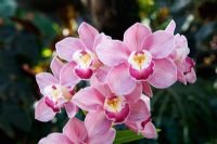 Cymbidium Angelica's Loch 'Red Beauty' - Orchid