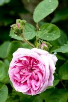 Rosa centifolia 'Chapeau de Napoleon'. Crested Moss Rose.