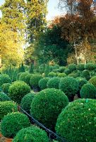 View across Buxus- Box topiary in main sales area to surrounding woodland. Langley Boxwood Nursery, Liss, Hampshire