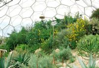 Inside the warm temperature Biome - The Eden project, Cornwall