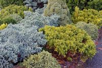 Dwarf or slow growing conifers - Chamaecyparis obtusa 'Nana Aurea' AGM and Juniperus squamata 'Blue Star' AGM