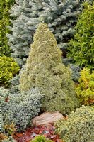 Picea glauca var. albertiana 'Conica' in a dwarf conifer garden