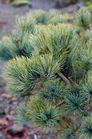 Pinus pumila 'Glauca' AGM