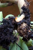 Otiorhynchus sulcatus - Vine Weevil caterpillar larvae of on damaged roots of a succulent