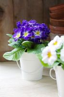 Purple Primula - Primroses in small white pail