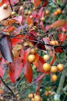 Pyrus pashia. Fruits and foliage in early winter