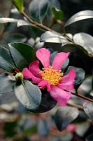 Camellia sasanqua 'Hugh Evans' AGM