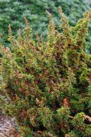 Cedrus brevifolia 'Kenwith'