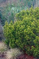 Pinus mugo 'Ophir' in the foliage garden at RHS Rosemoor