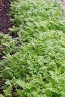 Phacelia grown as green manure overwinter