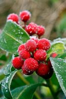 Skimmia japonica 'Redruth' berries with hoar frost in winter